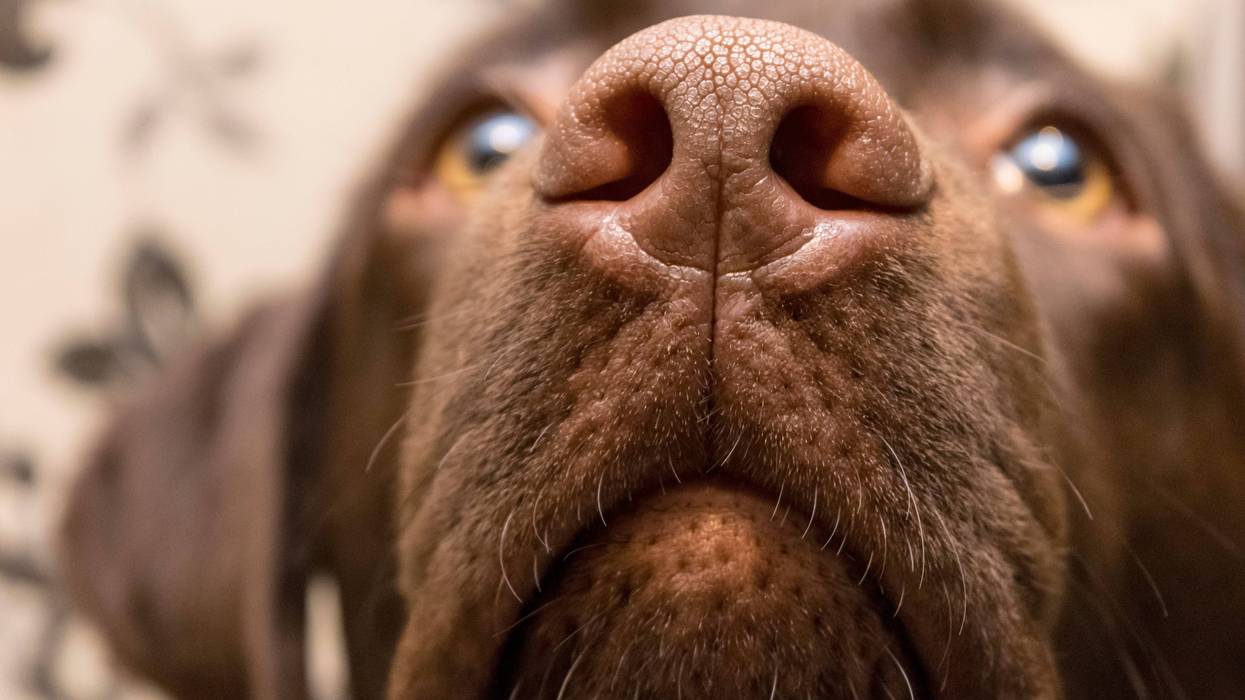 A mysterious disease is spreading among dogs in the United States -- and veterinarians are racing to uncover what's causing the illness that has already resulted in several deaths.