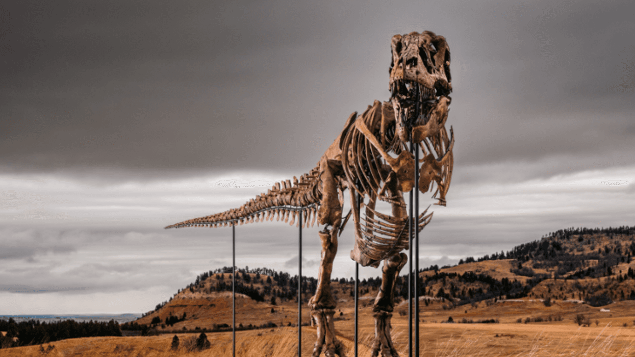 A nearly complete Tyrannosaurus rex skeleton nicknamed Gus will headline Sotheby’s Natural History auction in New York on July 14 with a pre-sale estimate of $20 million to $30 million — the highest ever placed on a dinosaur fossil.
