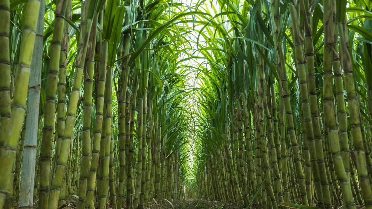 A new academic review suggests the answer might be yes, although experts caution that more research is needed before the fast-growing plant can be called a true superfood.