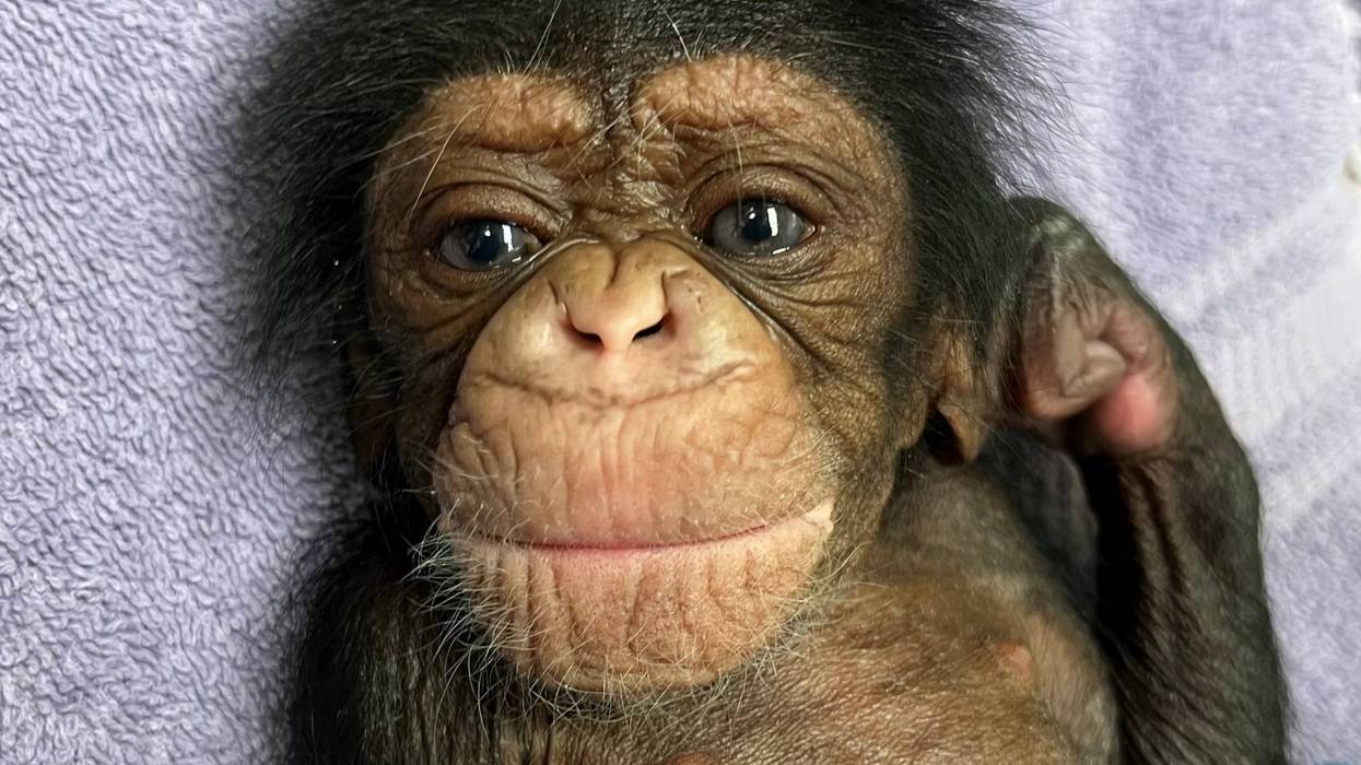 A new baby chimpanzee born at the Sedgwick County Zoo