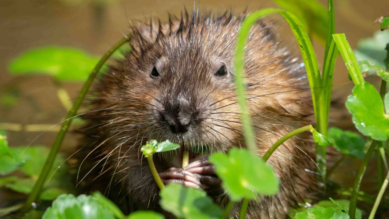A new study from Loyola University Chicago finds that muskrats – the humble, semi-aquatic rodents long overshadowed by beavers – may play a crucial role in restoring the health of the Great Lakes wetlands.