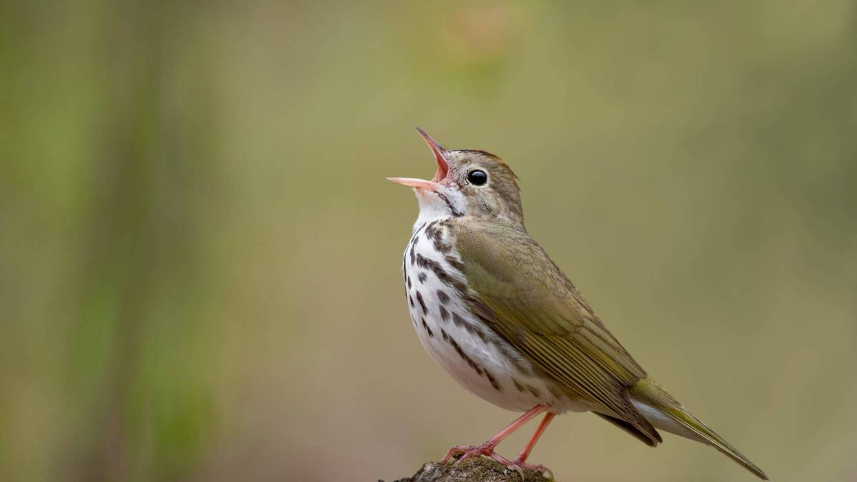 A New World warbler which typically nests east of the Rocky Mountains, the ovenbird was first spotted downtown at Salesforce Park on Oct. 11, according to spottings listed on the crowdsourced birdwatching website eBird.