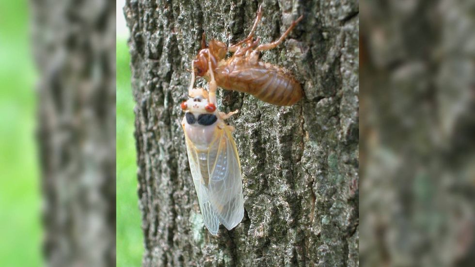 A newly emerged adult cicada sheds its exoskeleton on a tree.