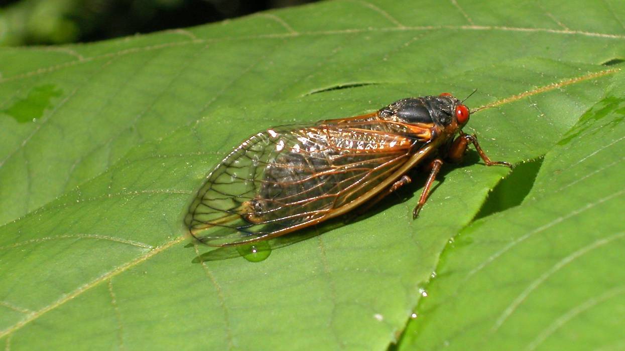 A newly emerged adult cicada suns itself on a leaf.