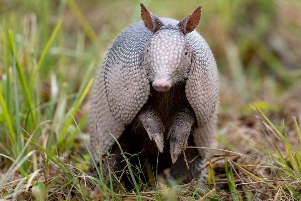 A nine-banded armadillo