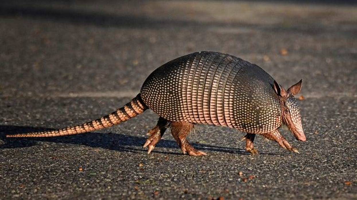 A nine-banded armadillo