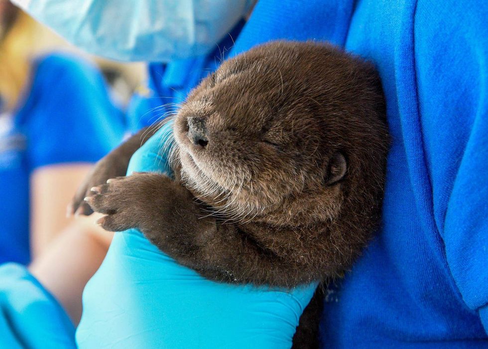 A North American river otter, born on January 20 at Brookfield Zoo is doing well. Staff made the decision to intervene and hand-rear him after it was determined his mom was not able to provide him with the proper nourishment he needed.