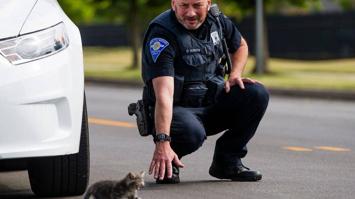 A northern Indiana police officer turned cat-whisperer to help rescue a kitten after the frisky feline darted in front of his cruiser during rush-hour traffic.