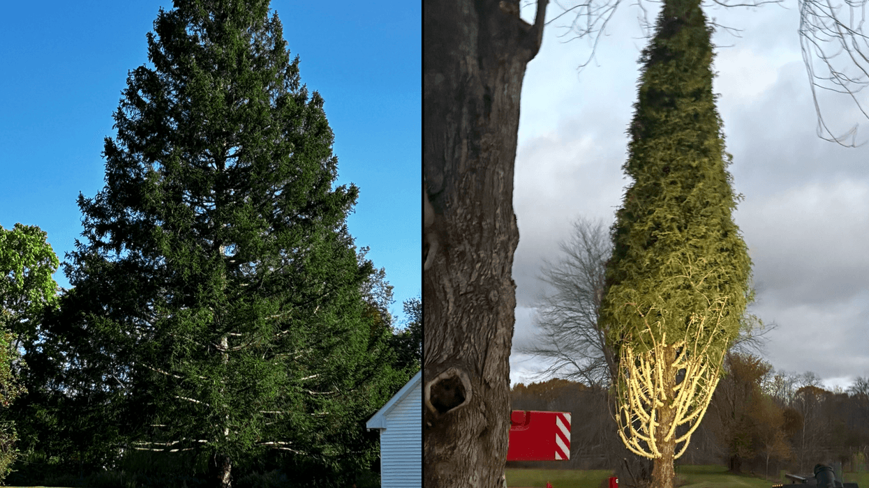 A Norway spruce was felled near Albany on Thursday to be transported to 30 Rock
