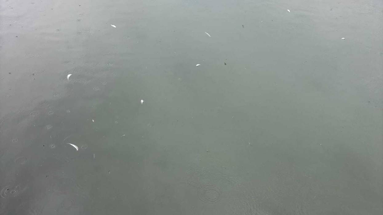 A number of fish have been washing up dead on the Lake Erie shoreline in the last week or so. It turns out to be a species of fish that can't tolerate cold weather.