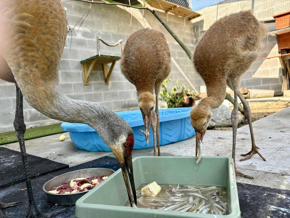 A "once in a lifetime" rescue effort by the DuPage Wildlife Conservation Center is paying off, after three sandhill cranes released in July were spotted thriving in the wild.