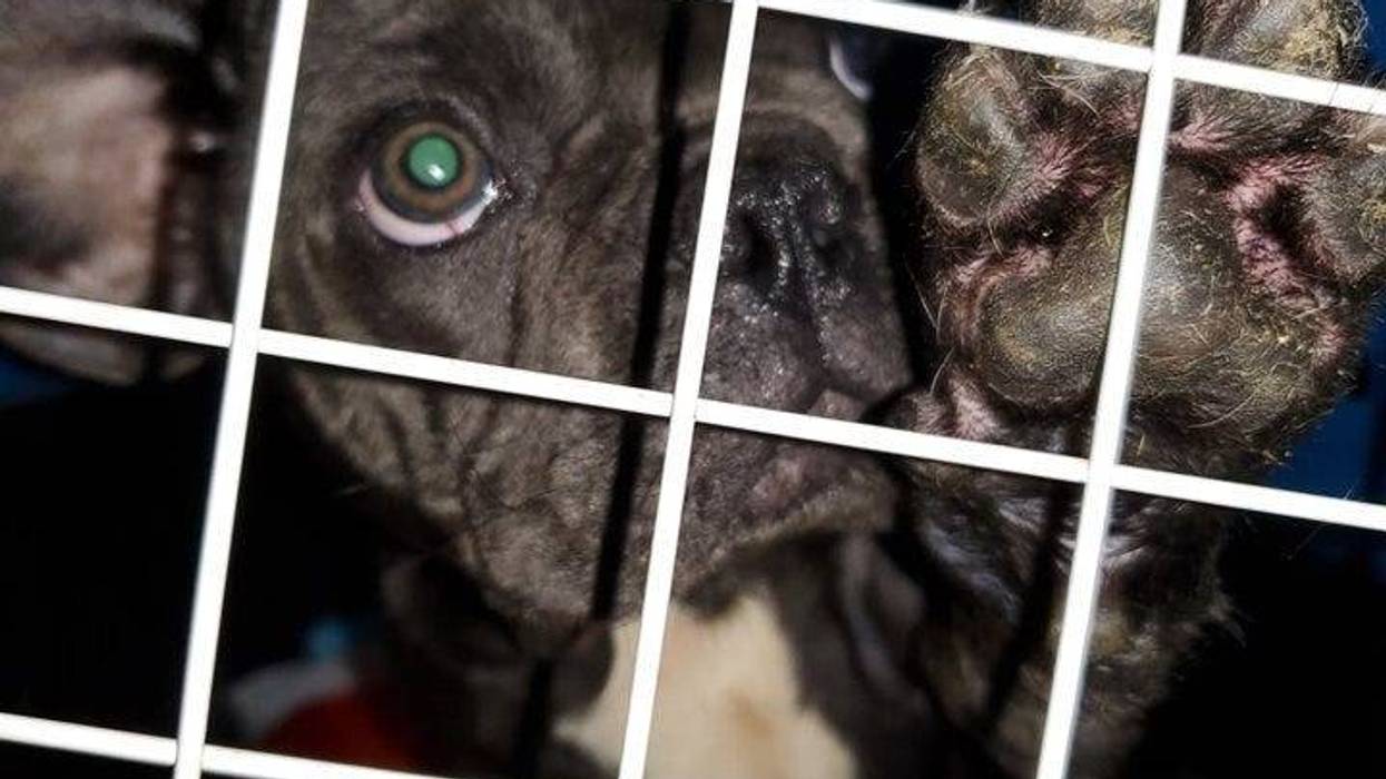 A pack of French Bulldogs that survived a close encounter with death while stranded at O’Hare Airport will likely be deported in the coming days, an animal welfare group says.
