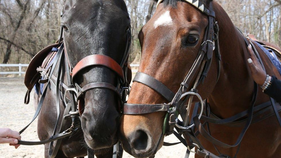 A pair of horses at the Chamounix Equestrian Center in Fairmount Park.