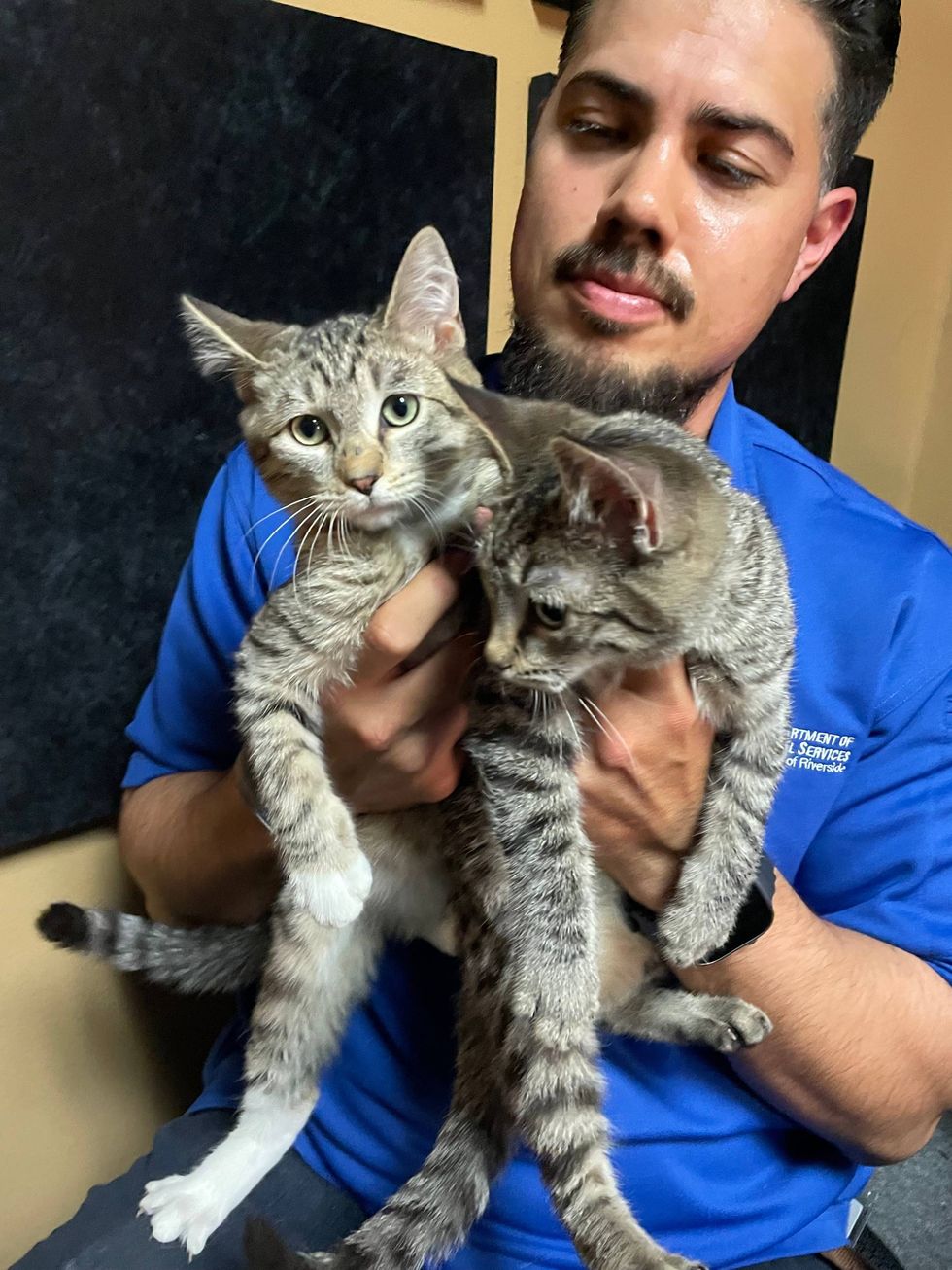 A pair of ten week old gray tabby cats up for adoption through Riverside County Department of Animal Services