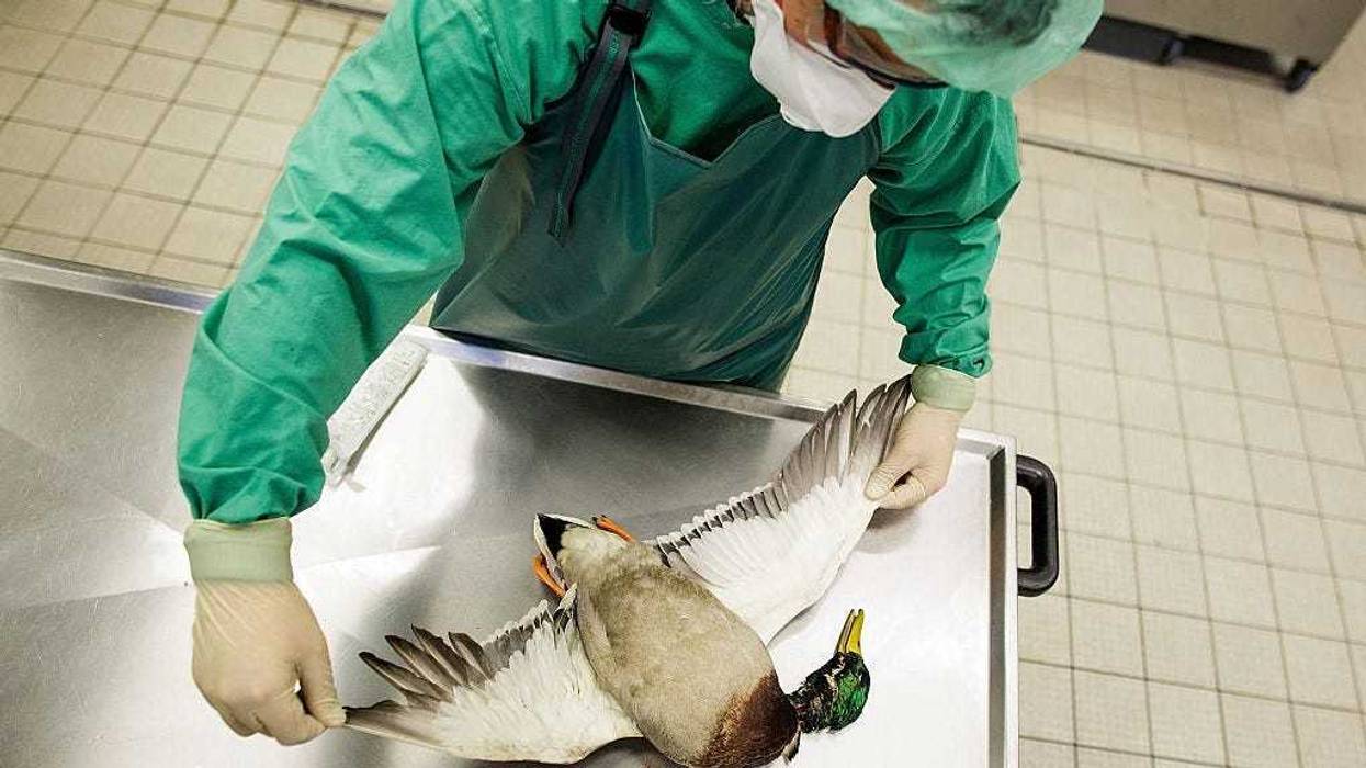 A pathologist at the state agriculture agency in Mecklenburg-Western Pomerania (Landesamt fuer Landwirtschaft, Lebensmittelsicherheit und Fischerei Mecklenburg-Vorpommern) examines the wings from the carcass of a wild duck at the agency lab to test for bird flu on November 28, 2014 in Rostock, Germany.