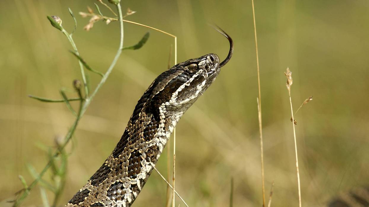 A patterned snake with its head raised, flicking its forked tongue in tall grass.