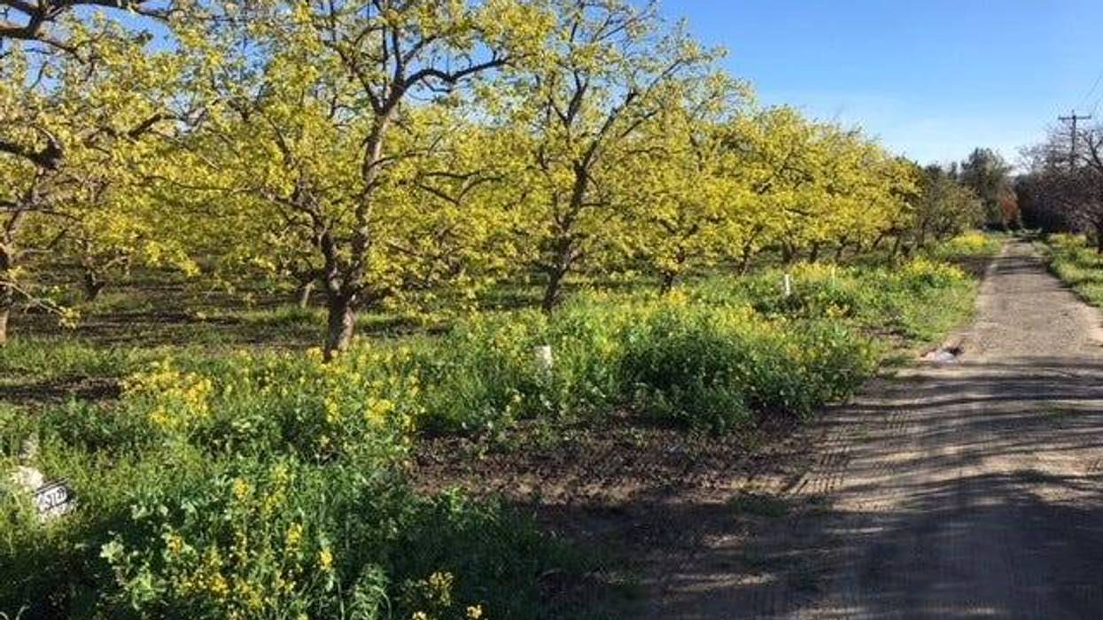 A Persimmon Orchard at Montague Expressway and Seely Avenue in San Jose