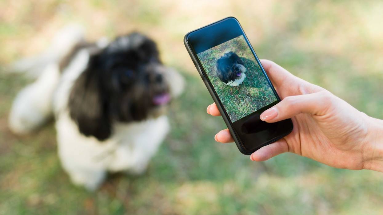 A person taking a picture of a small dog at the park.
