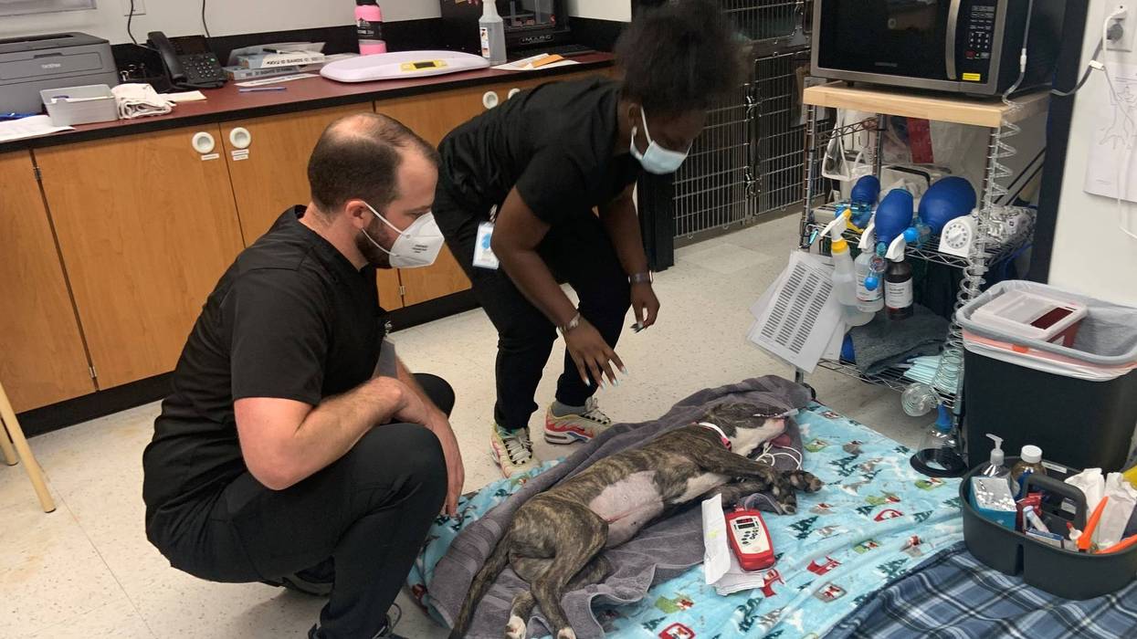A pet being treated at the new Emancipet location in far Northeast Philadelphia.