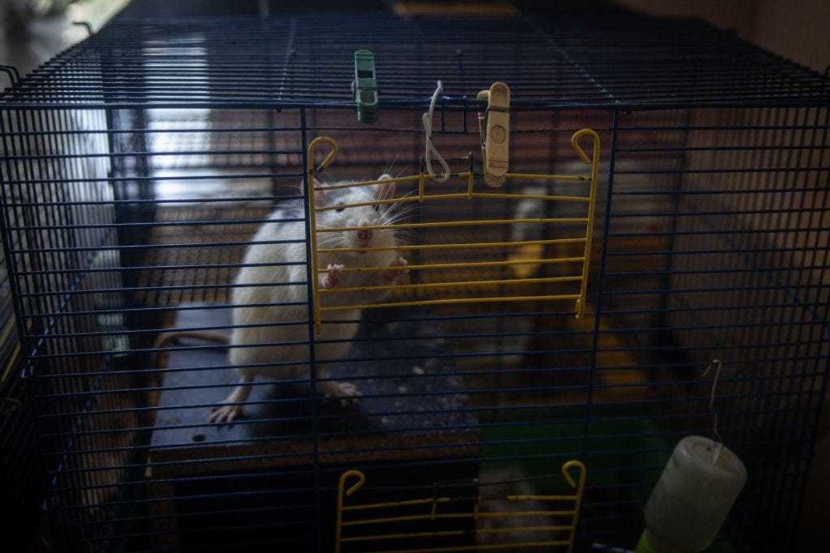 A pet rat waits to be fed at a psychiatric hospital on October 11, 2023 in Kyiv, Ukraine.