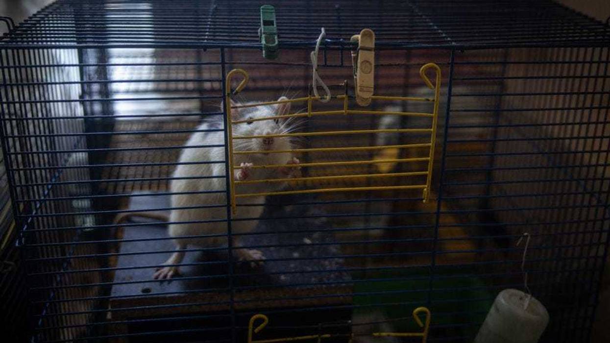 A pet rat waits to be fed at a psychiatric hospital on October 11, 2023 in Kyiv, Ukraine.