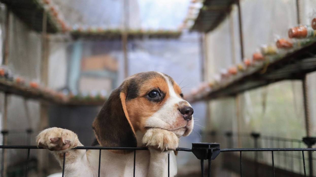 A petition was proposed in Michigan legislature this week by owners of former laboratory beagles in an effort to make adoptions of research animals easier for potential adopters.
