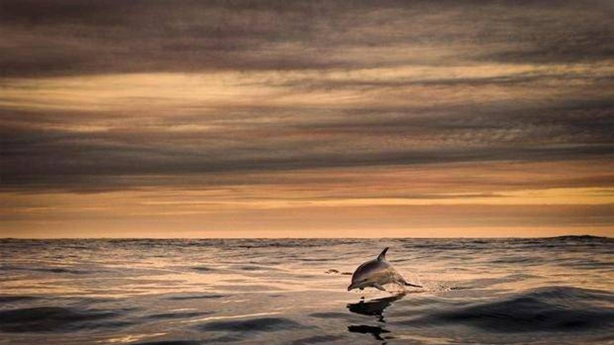 A photo from the island's tourism site shows a "common dolphin on route to the Great Blasket Island by George Karbus."