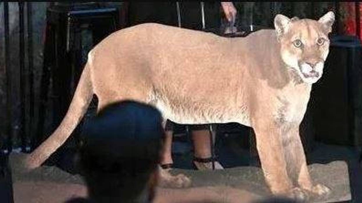 A photo of local cougar P-22 at "Meet Me In Australia" To Benefit Australia Wildlife Relief Efforts, hosted by The Greater Los Angeles Zoo Association at Los Angeles Zoo on March 08, 2020 in Los Angeles, California.