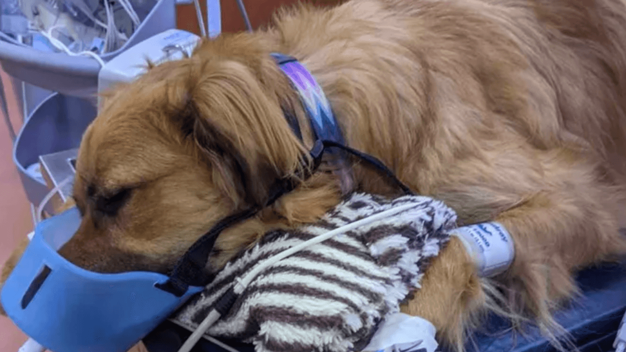 A photo of Moose at the veterinarian after the attack.
