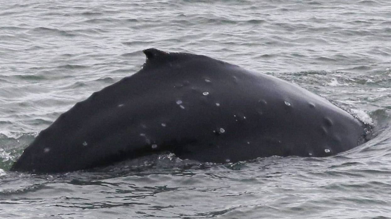 A photo of the humpback whale, taken along East Rd. in Sausalito.