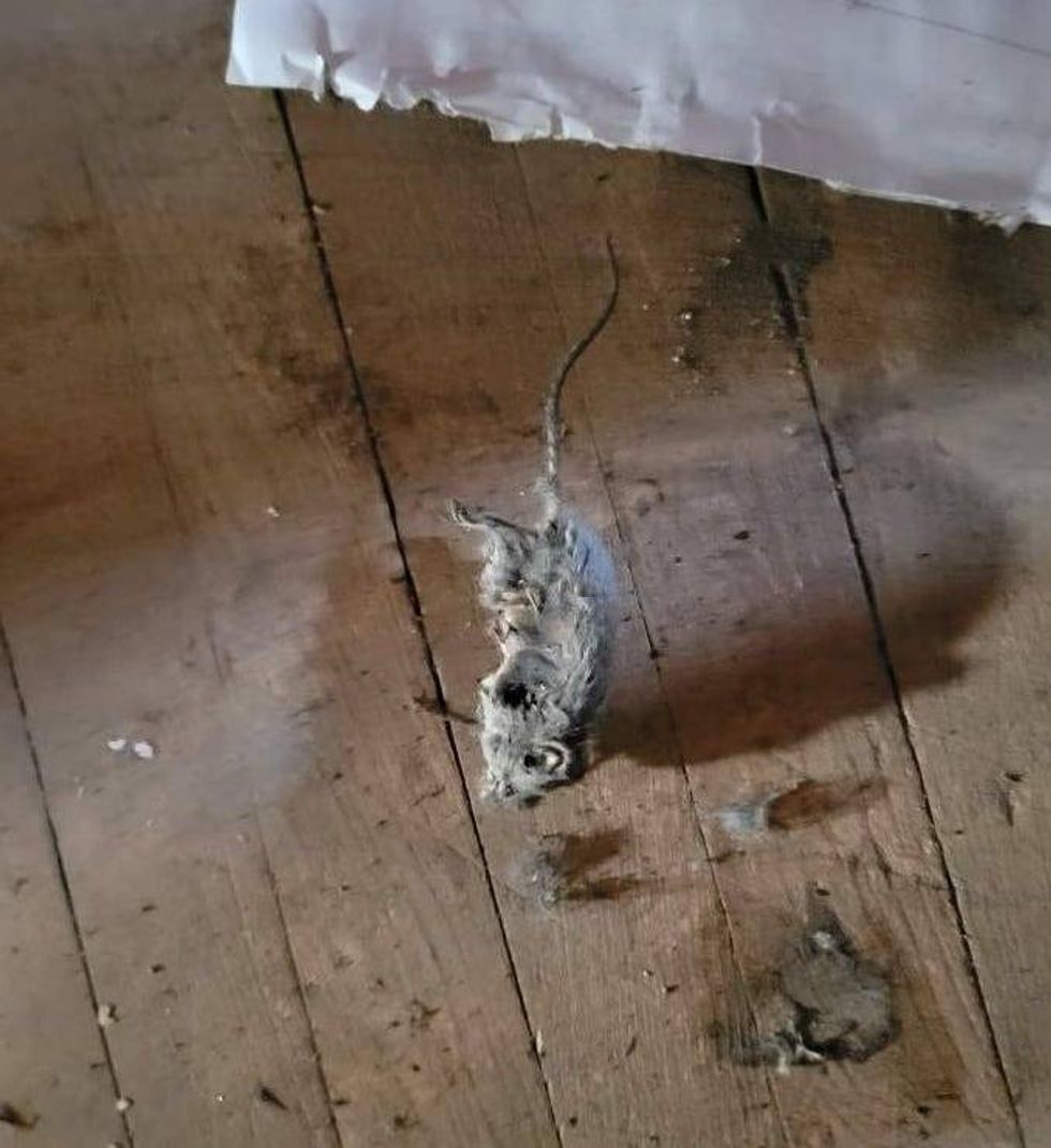 A photo shows a dead rodent in what a source identified as a basement stairway at the Moran Queen-Boggs Funeral Home in Centralia outside of its embalming room. The source who provided the photo requested anonymity due to safety concerns. The funeral home