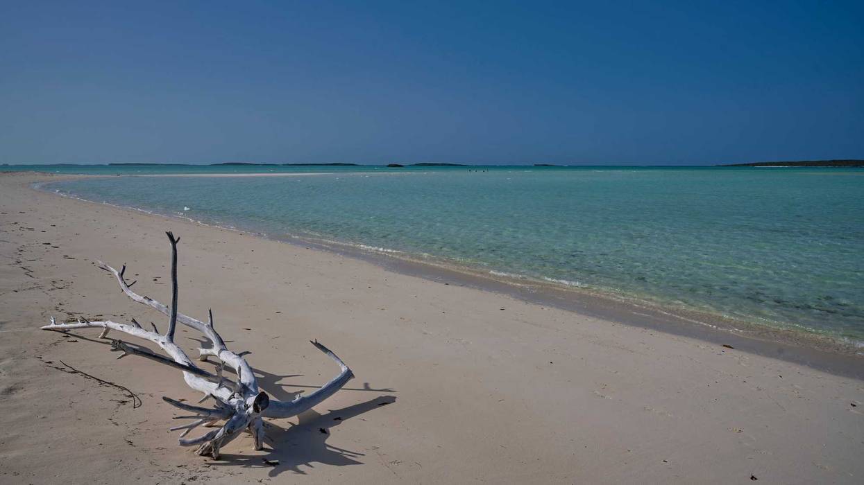 A piece of driftwood on Cocoplum Beach in Steventon, Exuma, Bahamas