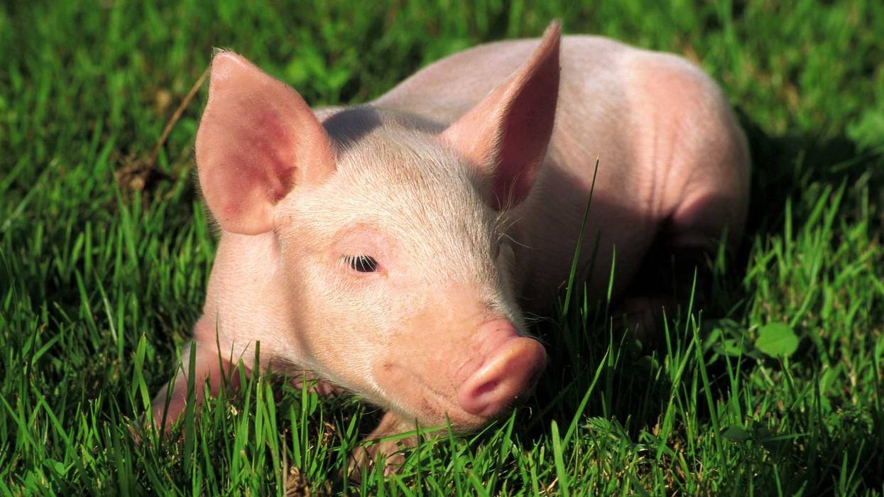 a piglet lies in the green meadow