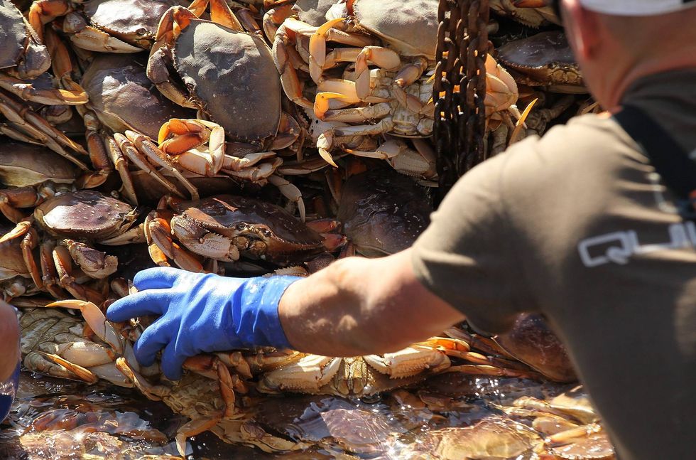 A pile of Dungeness crab being sorted.