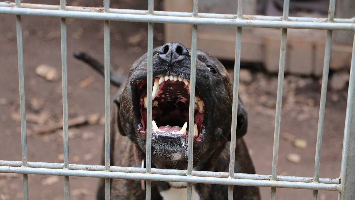 A pit bull barking behind a metal fence.