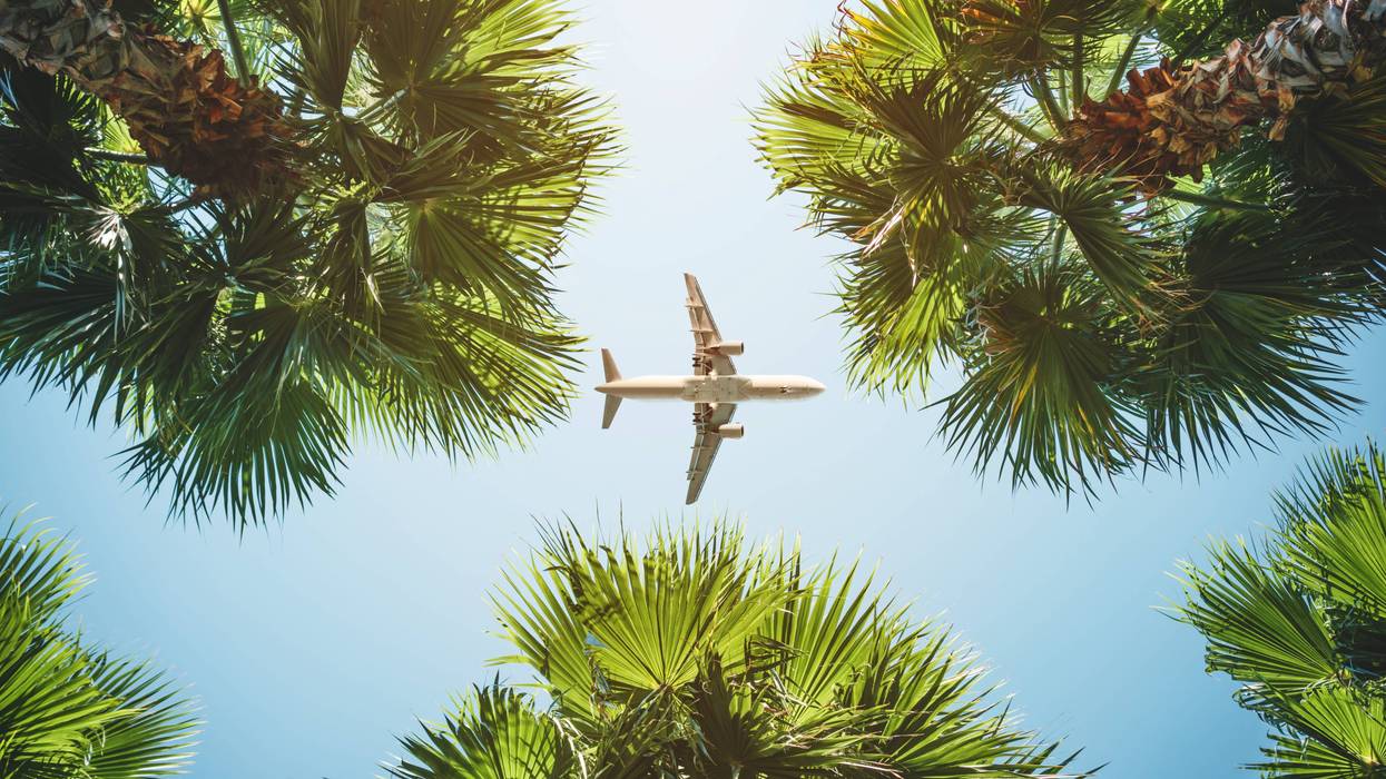A plane passes overhead through palm trees and sunny blue sky