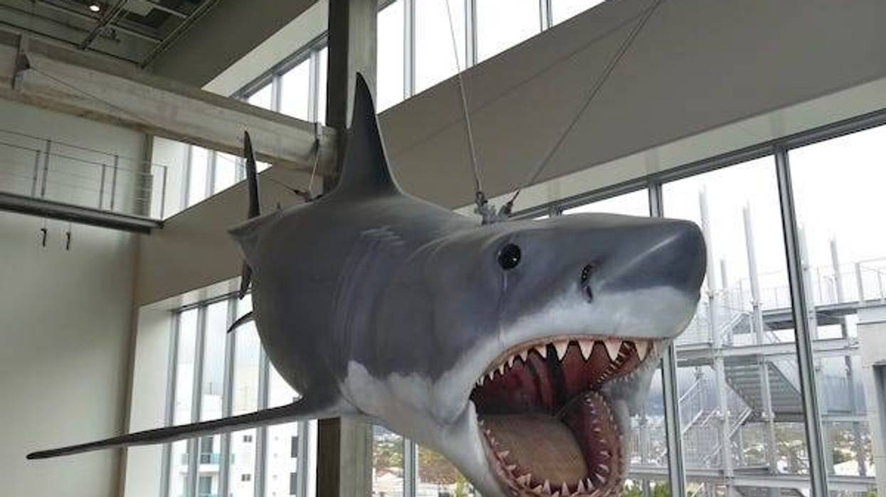 A plastic replica of "Bruce", the shark from Steven Spielberg's 1975 film classic "Jaws", hangs in the Academy Museum
