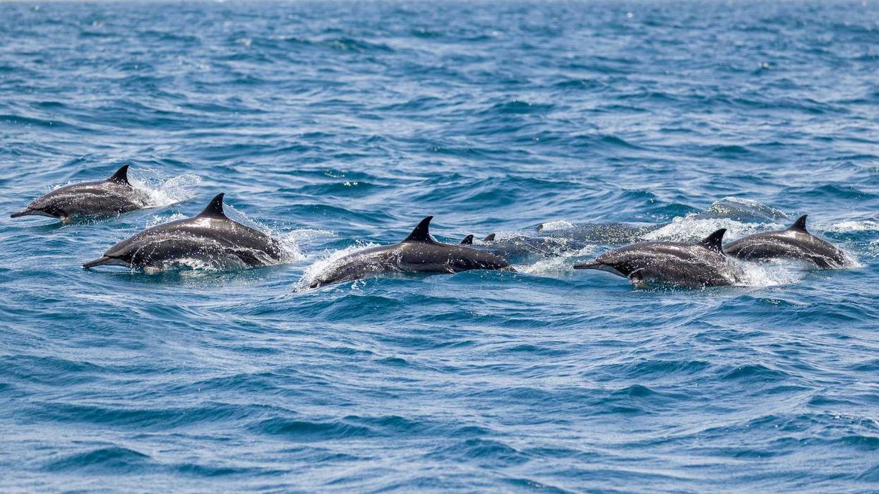 A pod of dolphins.