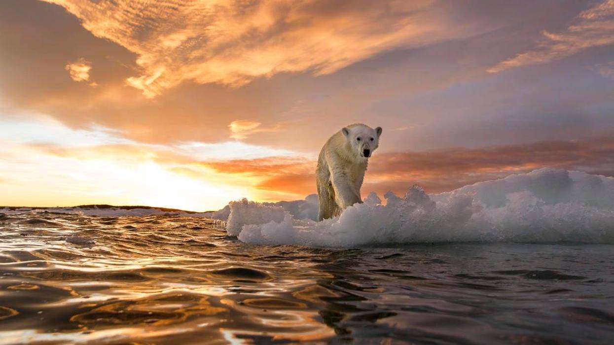 A polar bear stands on melting sea ice at sunset near Harbour Islands in Canada. PAUL SOUDERS | WORLDFOTO / GETTY IMAGES