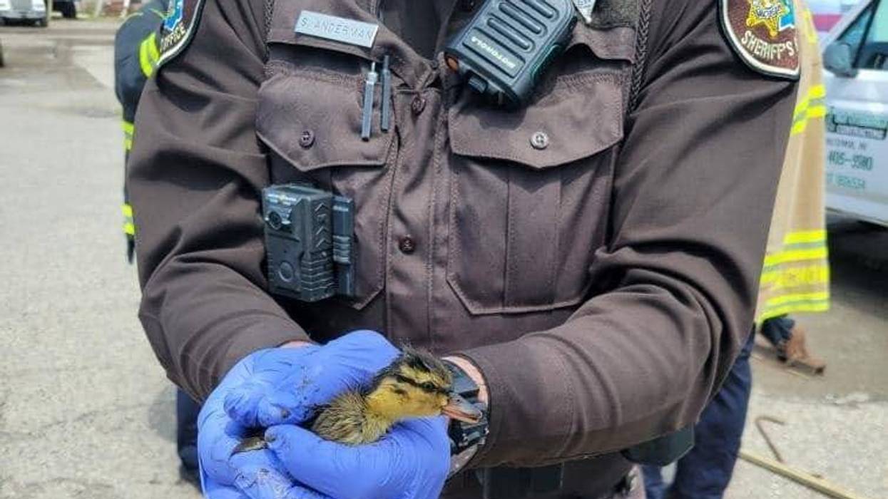 A police officer holding a duckling