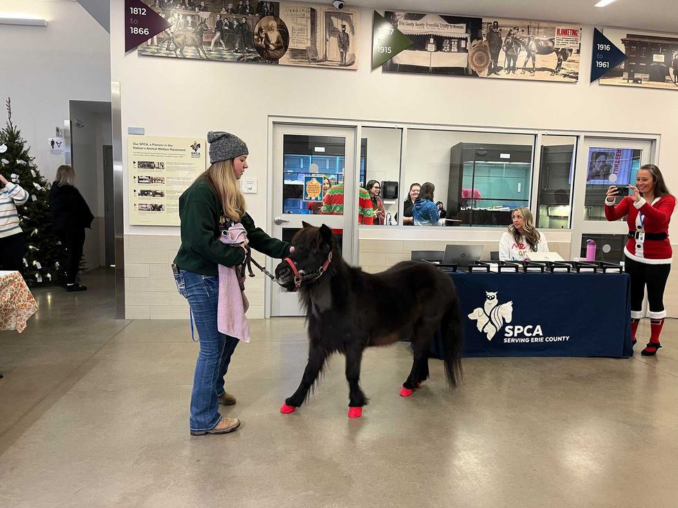 A pony visits the SPCA Serving Erie County Radiothon