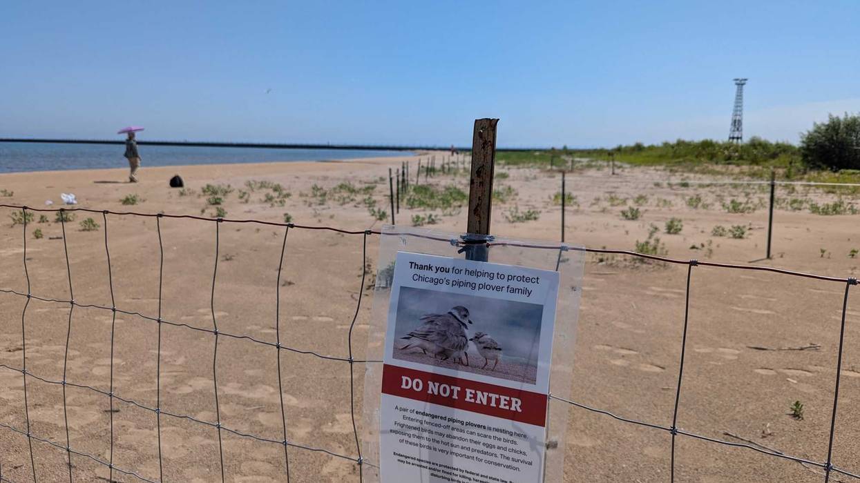 A portion of Chicago's Montrose Beach is cordoned off in order to protect piping plovers.