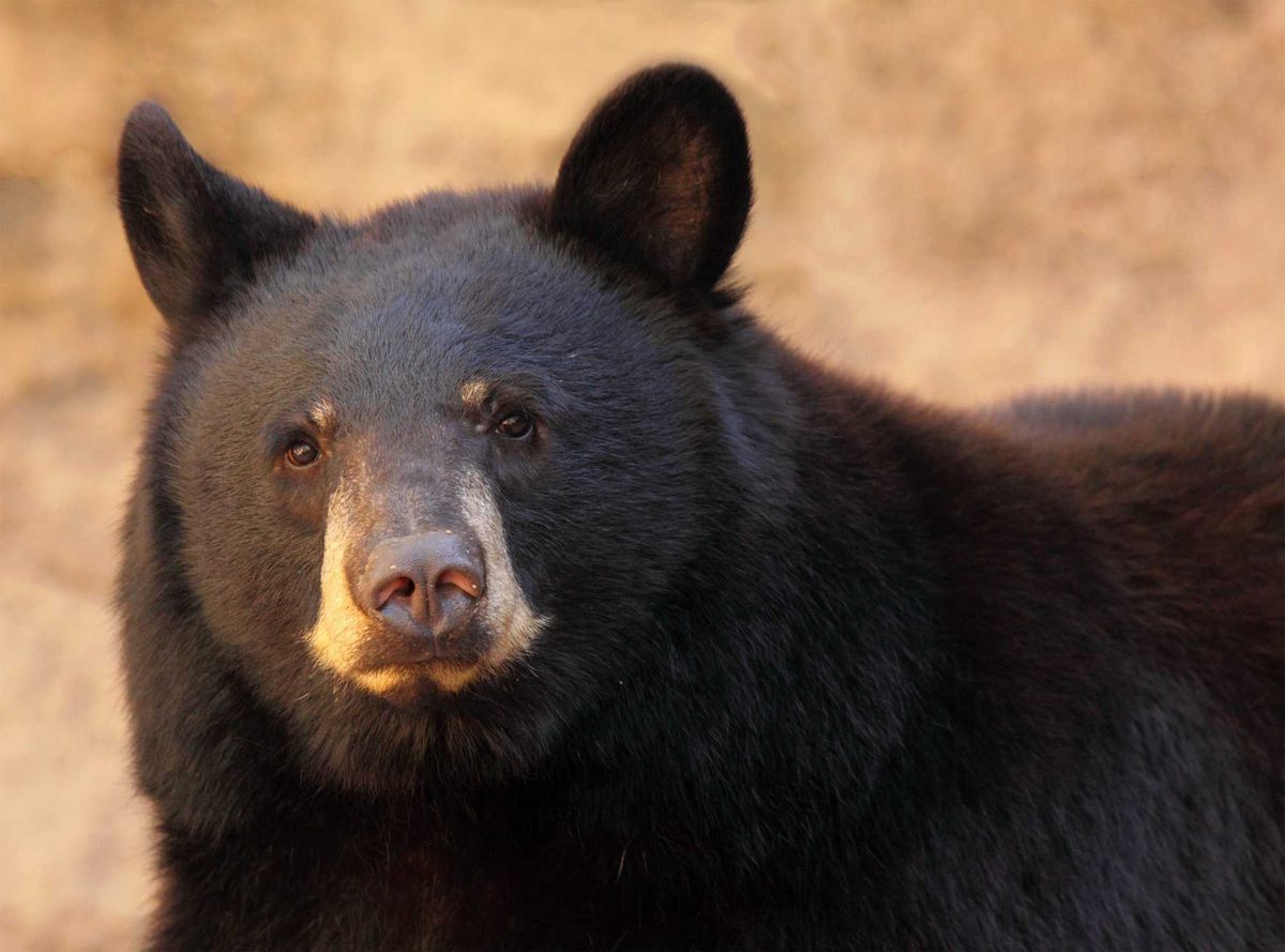 A portrait of a large black bear in Arizona. Stock photo.