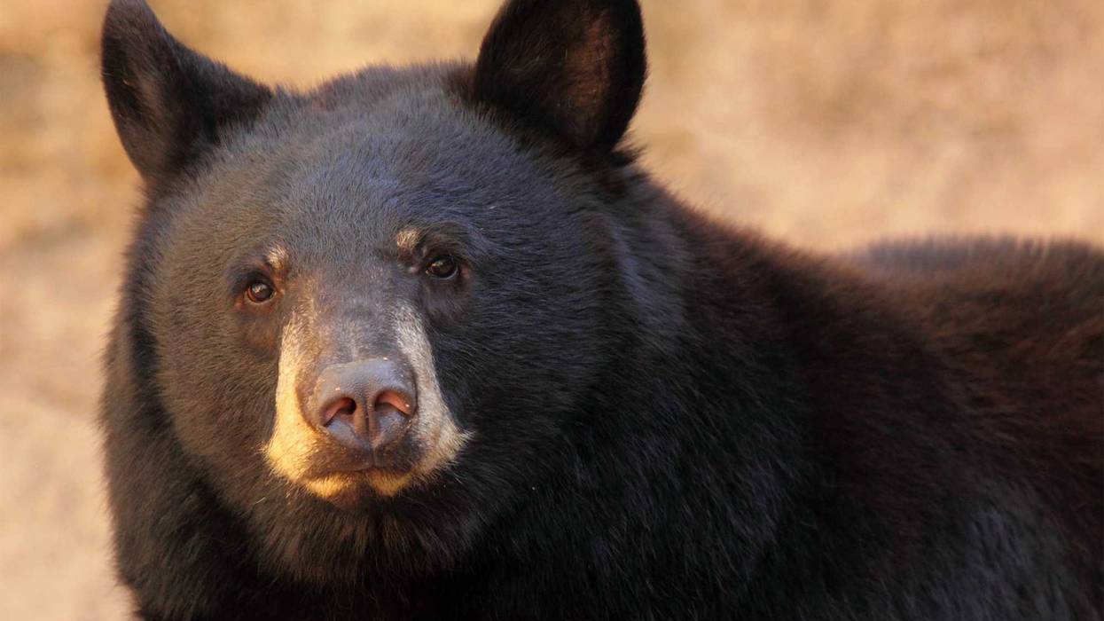 A portrait of a large black bear in Arizona. Stock photo.
