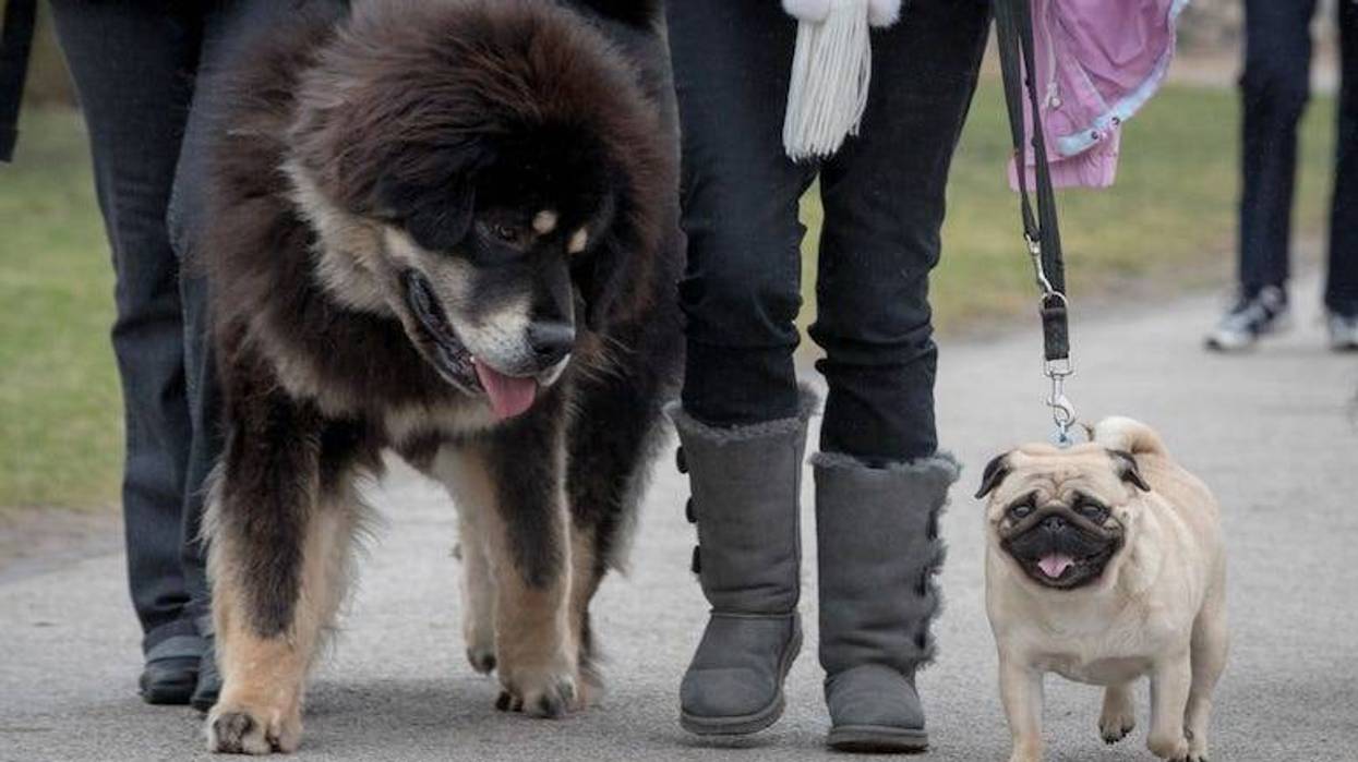 A pug and a Tibetan mastif.