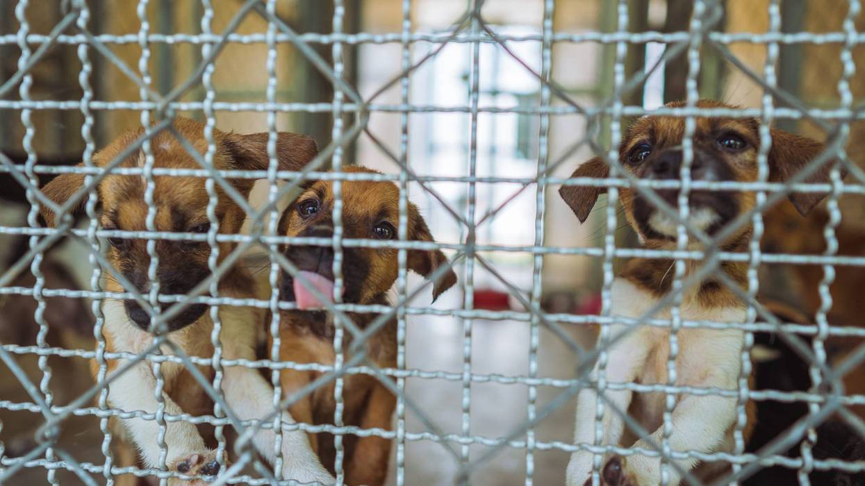 A puppy mill.