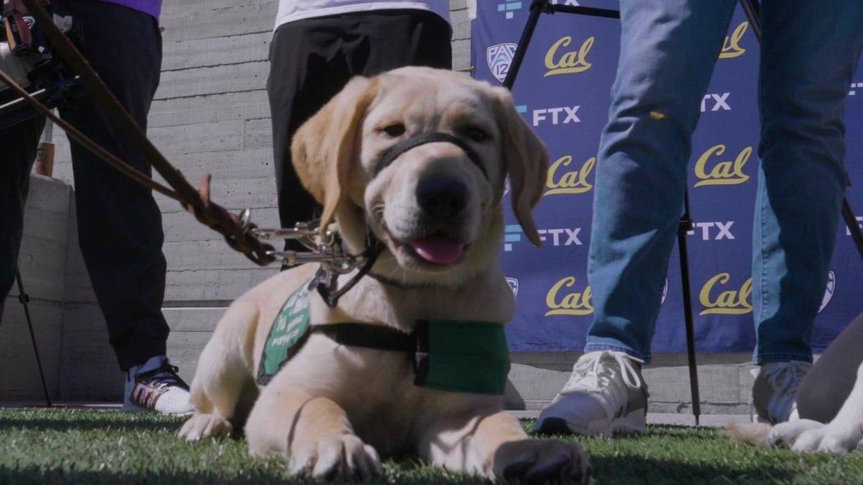 A puppy with Guide Dogs for the Blind attends Cal football's practice on Aug. 19, 2022.