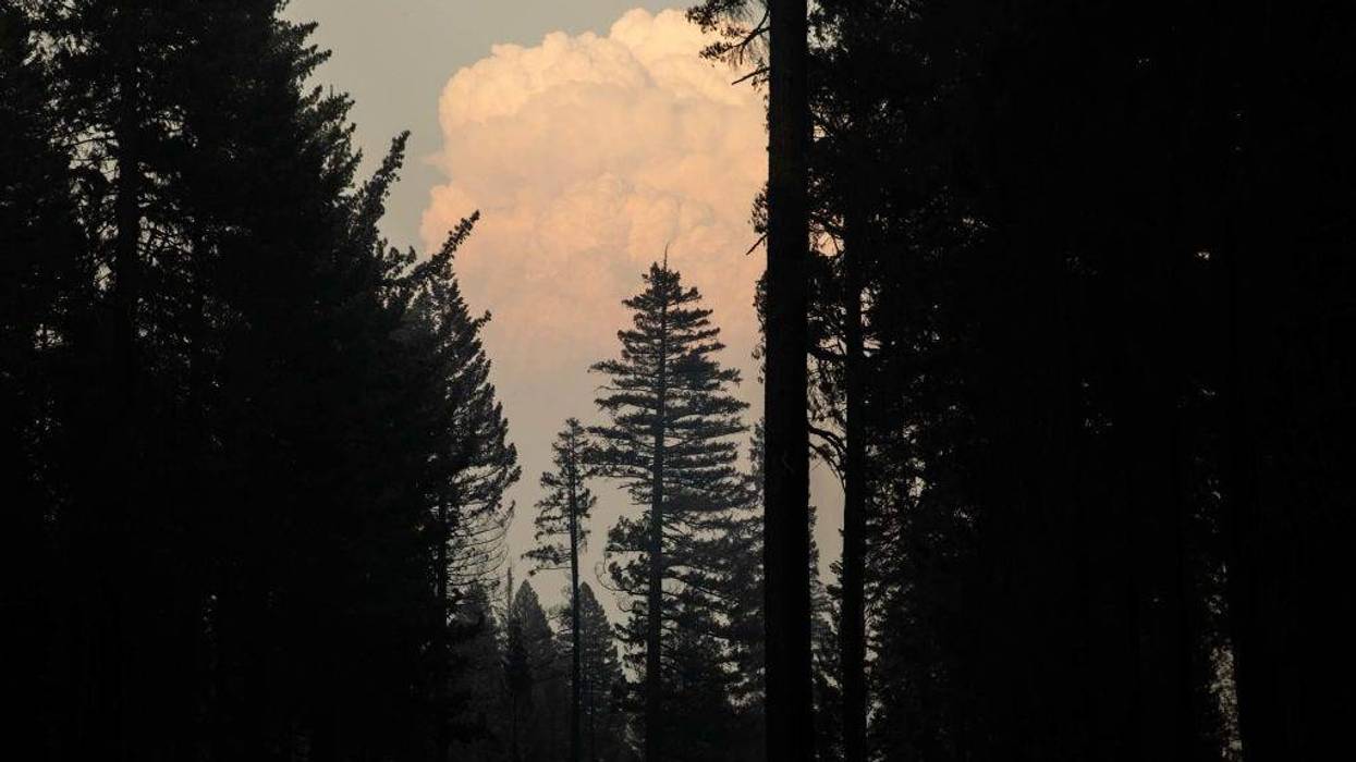 A pyrocumulus cloud peaks through the trees on August 9, 2021 near Greenville, California.