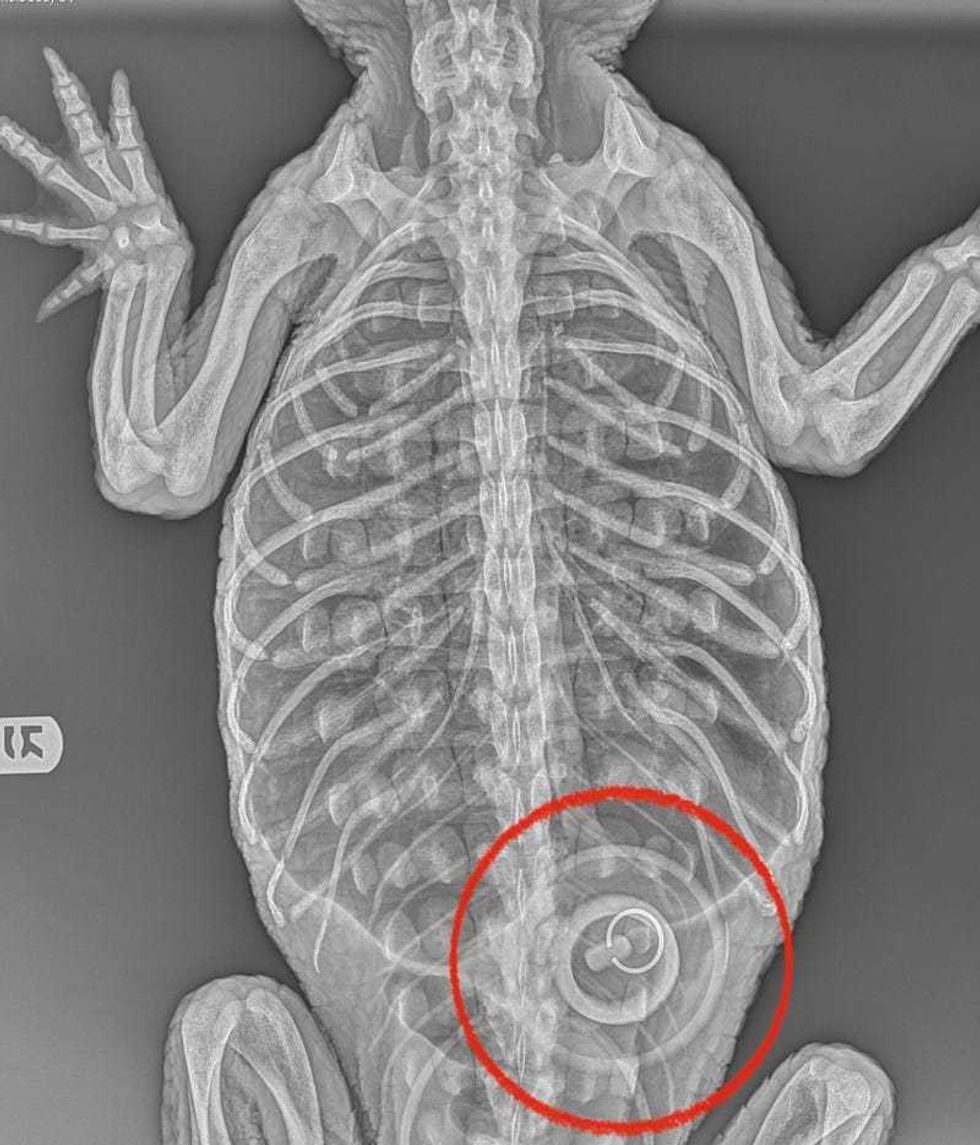 A radiograph of the American alligator rescued from a lake in Prospect Park shows a bathtub stopper in her stomach
