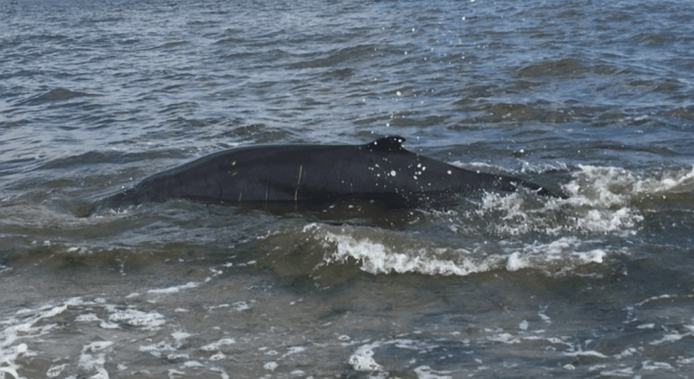 A rare pygmy sperm whale was seen in the water off Plumb Beach in Brooklyn earlier this week.